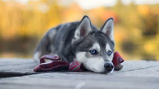 Cute and Funny Dog Videos Compilation Episode 1