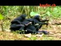 Affen auf Zack 04 Die Orgien der Bonobo Affen youtube original
