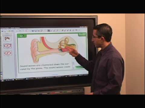 Virtual Bodies SMART Board