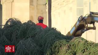 El árbol de Navidad llega a la Plaza de San Pedro