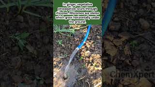Gingervegetative Propagationrhizome