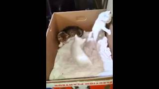 chat trappes