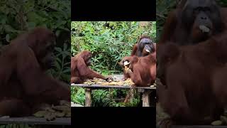 Orangutan Male Stealing Food.