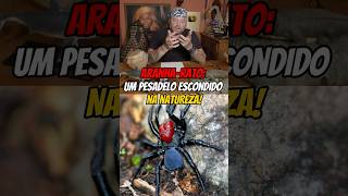 Aranha Rato Um Pesadelo Escondido Na Natureza