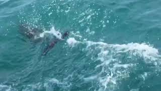 Encounter of Hector Dolphins on Otago Harbour wildlife cruise