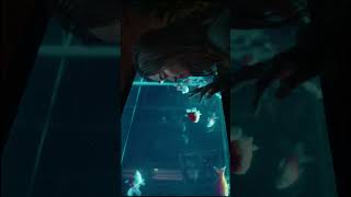 The Cinema Of Short Film Lucky Fish