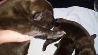 Males Ostara Staffordshire Bull Terrier 18 03 2017