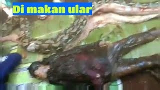 Mia Di Makan Ular Piton Di Sulawesi Utara