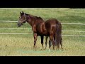 American Paint Horse - Elans Choice Filly 2011