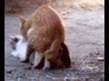 Kucing Bersetubuh images Kucing Bersetubuh