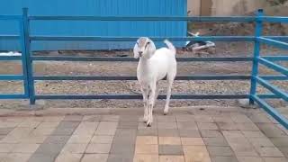 # BEAUTIFUL GOAT FOR SALE