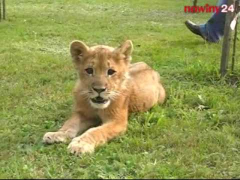 Simba - lew z Głogowa Młp.