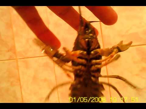 Раки - Форум Раки - Форум