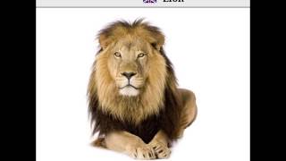 Vocabkabyle Izem - Lion - Lion