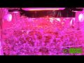 LED Grow Lights - All New Herb Pro Series - GrowL LED