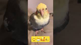 Cute Young Atiel
