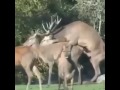 Zwei Tiere Haben Geschlechtsverkehr (Sehr Lustig)