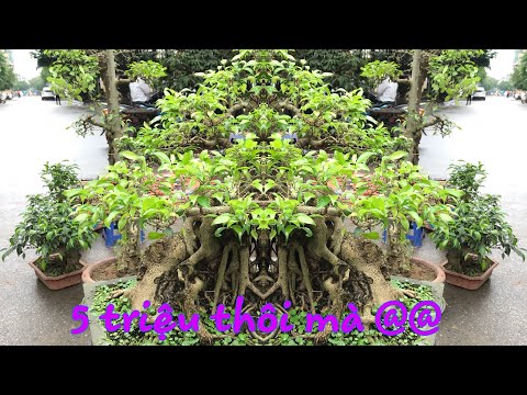 CHỢ BONSAI VẠN PHÚC HÀ ĐÔNG - CÂY SANH KHỦNG 5 TRIỆU CỦA BÁC HƯNG - BÁO GIÁ MỘT LOẠT BONSAI TẠI CHỢ
