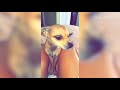 Funny Pet Fails: Lock The Doggy Door! (August 2017) || FailArmy