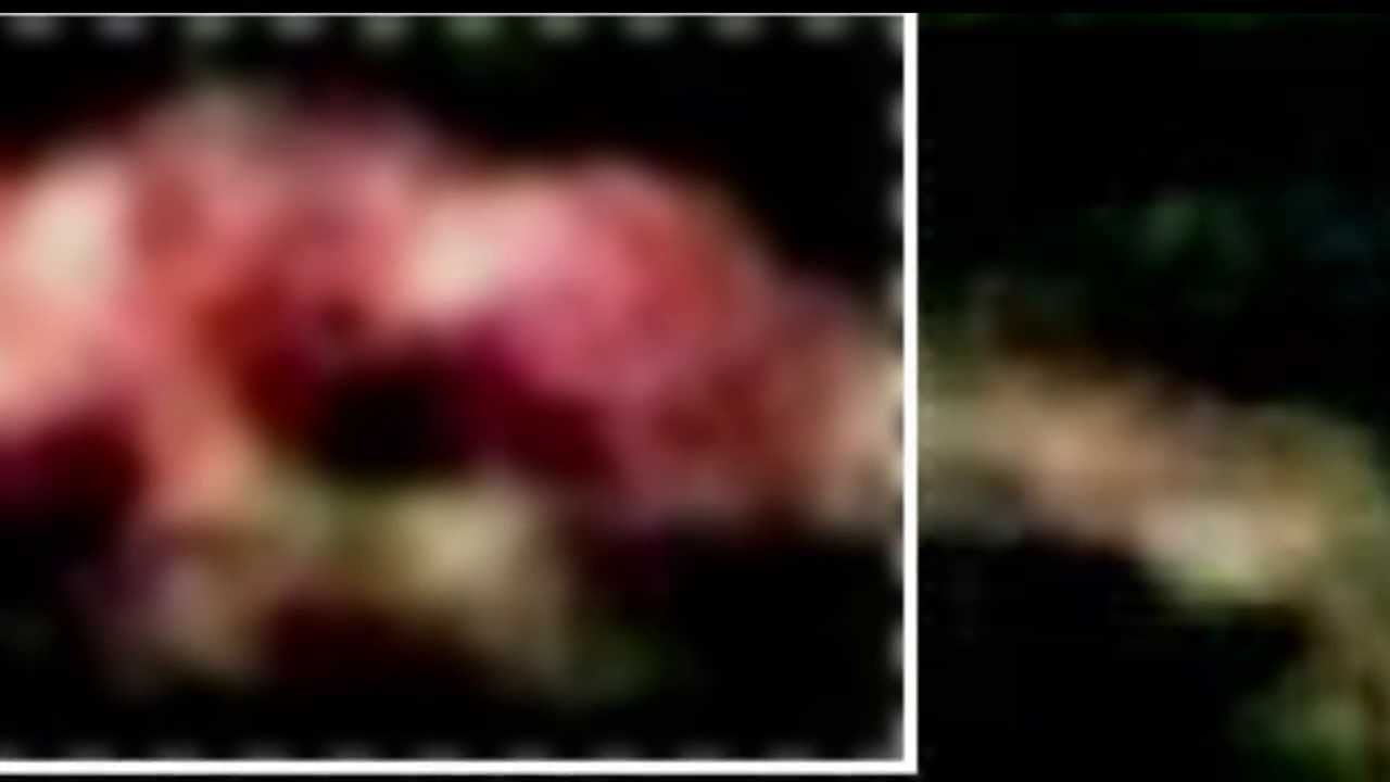 Travis Alexander Autopsy