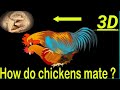 جوجه ها چگونه جفت گیری/تولید می شوند؟ رشد جنین مرغ/ انیمیشن سه بعدی.