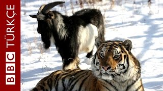 Kaplan Ile Keçinin Dostluğu - Bbc Türkçe
