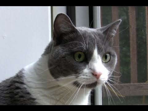 CAT Watching Squirrels & Chipmunks