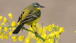Peaceful Relaxing Instrumental Music, Calm Meditation Music "Spring Songbirds" by Tim Janis