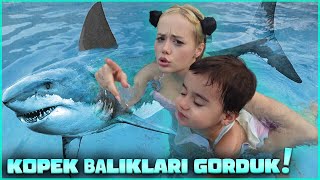 Dünyanın En Büyük Akvaryum Tüneli Köpek Balıkları , Eğlenceli Vlog 