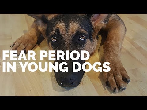 puppy fear periods fear period in dogs puppy fear periods fear period in dogs