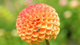 Een kijkje in de pluktuin