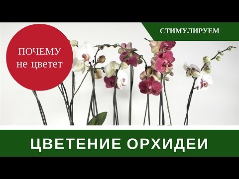 Орхидей не цветет 2 года что делать