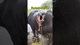 Rumenotomy