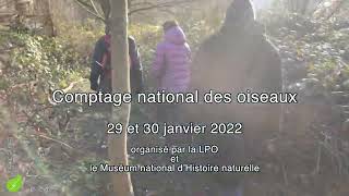 Comptage des oiseaux