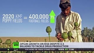 400k football fields worth of opium in Afghanistan, despite US cash injections