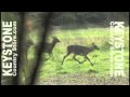 Watch Sika Deer Bow Kill Hunting Maryland.mov Video