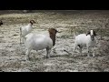 boergoat farming