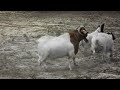 boergoat farming