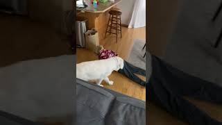 Puppy Pulls Kids Pants Down
