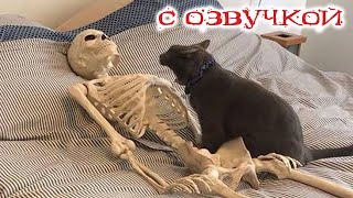 Приколы С Котами С Озвучкой! Смешные Коты! Самые Смешные Животные! Тест На Психику!