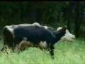 KAPLAN İNEK AVLIYOR -Tiger cow - Vaca tigre - Tijger mucca