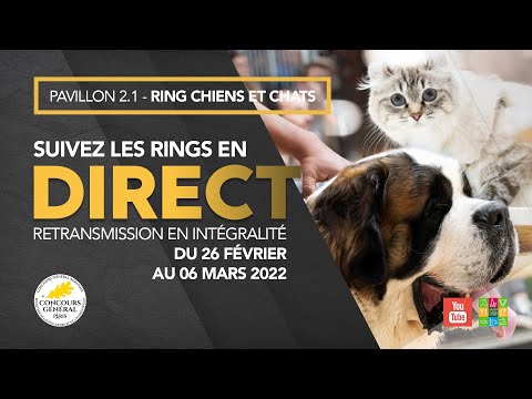 Ring Chiens et Chats 28/02/2022