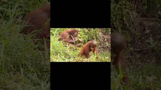 Young Orangutan And Mother.