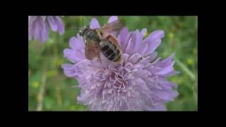 Scabious Bees Andrena hattorfiana feeding on Field Scabious Knautia arvensis Scabious Bees Andrena hattorfiana feeding on Field Scabious Knautia arvensis