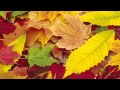 Rondo Veneziano - Linz Symphonie (Concerto Per Mozart)