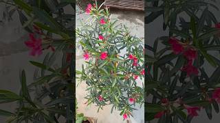 Kaner Plant Ko Boost Karein