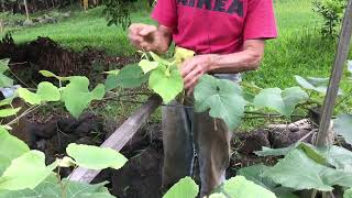 May 2022 - Training Your Grapes in the Spring