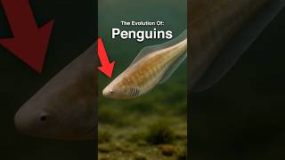 The Entire Evolution Of Penguins