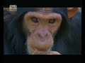 Chimp Eden Charles and Jessica 2