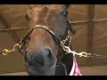 Tips of the Trade - Tying up first aid-- USTA harness racing Hoof Beats standardbred